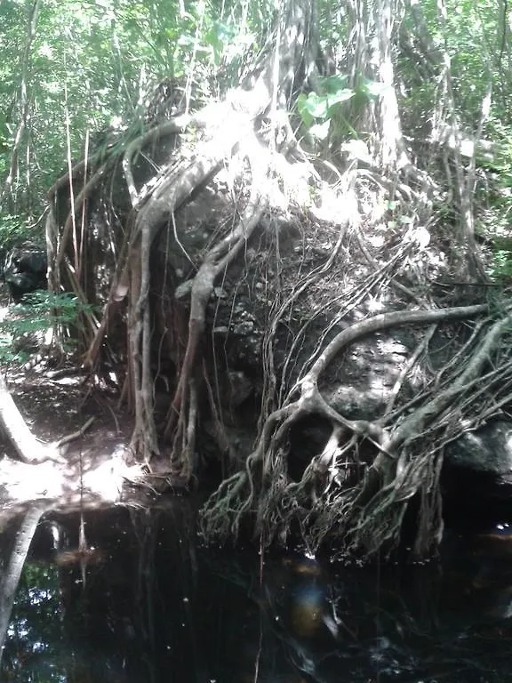 Pensión Suite Habitation Creole Les Anses-d'Arlet